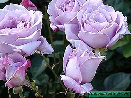 Rose Blue Nile - charakteristika odrůdového květu
