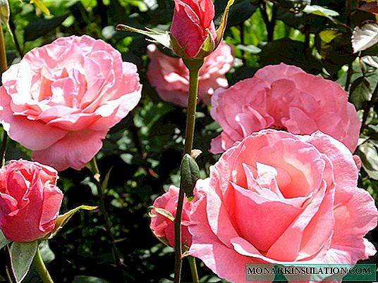 Rosa de grandiflora