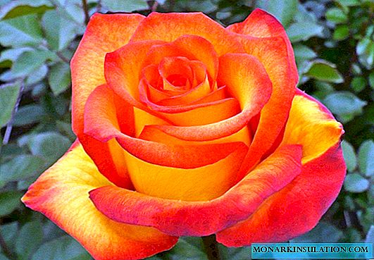 Rosa alta magia (alta magia) - o que é essa variedade híbrida, descrição