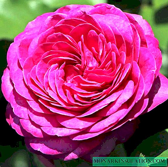 Rosa Heidi Klum - characteristics of floribunda