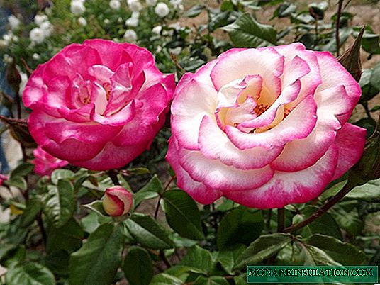 Rosa Handel (Handel) - especially planting and care