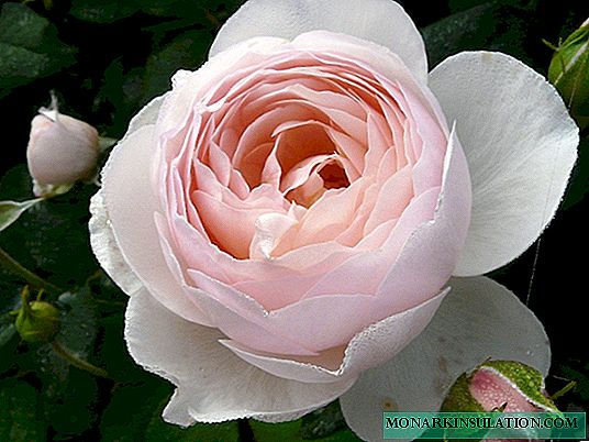 Rosa Heritage (Heritage) - características de la variedad almizclada