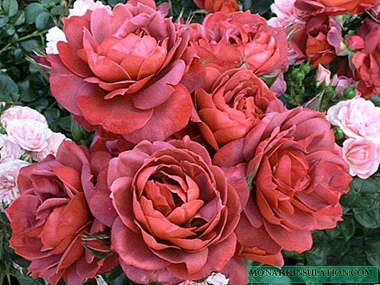 Rosa Hot chocolate (chocolate caliente) - una descripción de la flor varietal