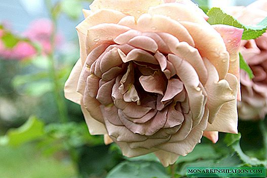 Rosa Coco Loko (Koko Loko) - uma descrição da flor varietal