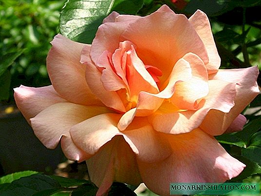 Rosa Compassion (Compasión) - descripción de la variedad