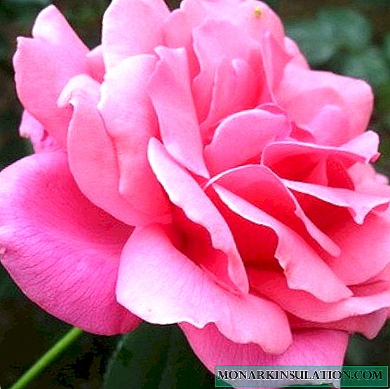 Rose Queen Elizabeth - Descrição de uma planta varietal