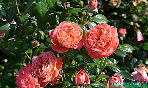 Rose Queen of Hearts (Reina de Corazones)