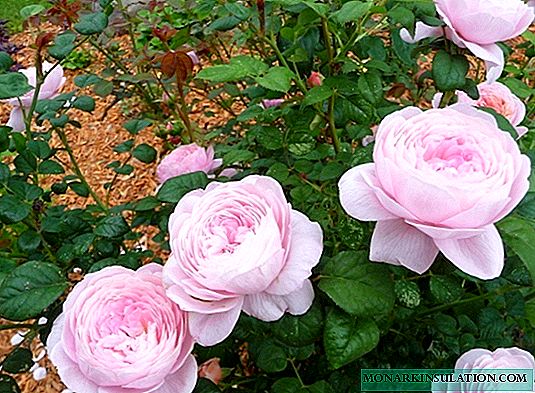Rosa Reina de Suecia (Reina de Suecia) - descripción de la variedad