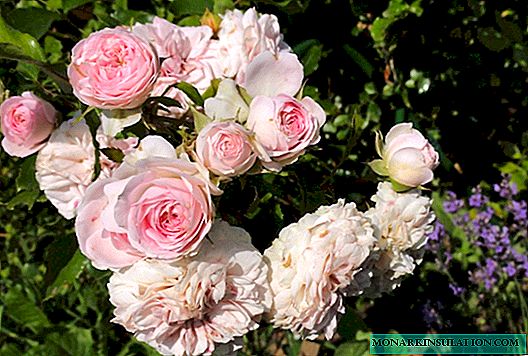 Rosa Larissa (Larissa) - ne tür bir floribunda