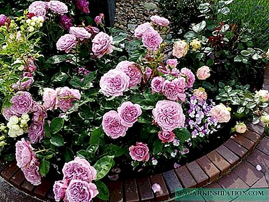 Rosa Lavender Ice - đặc điểm của floribunda