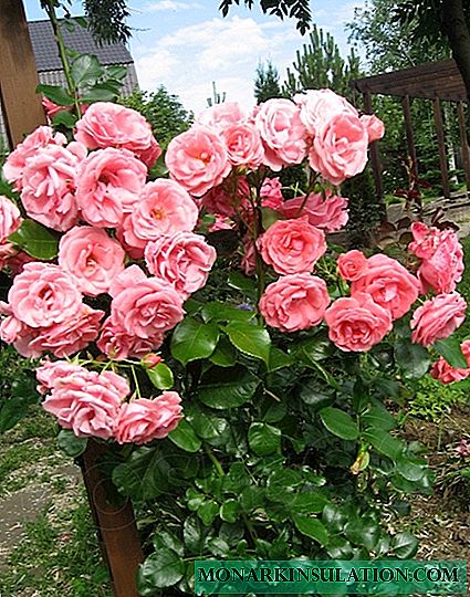 Rosa Lavinia (Lawinia) - en beskrivelse af den populære blomster