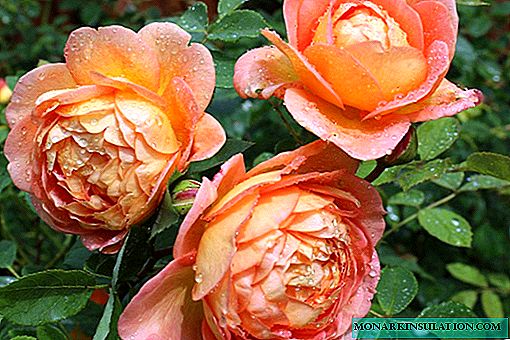 Lady of Shalott Rose - Kjennetegn på en busk