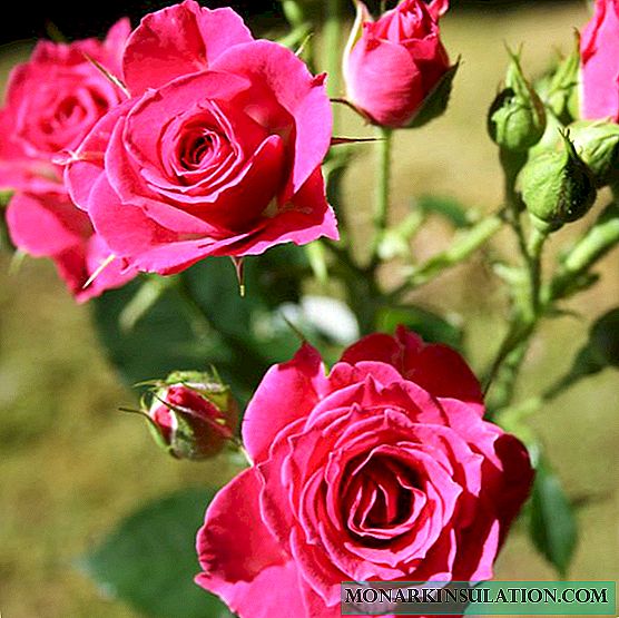 Rose Lydia Lovely (Lydia Lovely) - jenis bunga keluarga floribunda itu