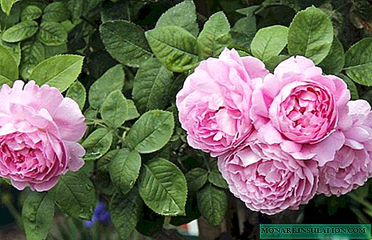 Rose Mary Rose (Mary Rose) - una descripción de la variedad y sus características