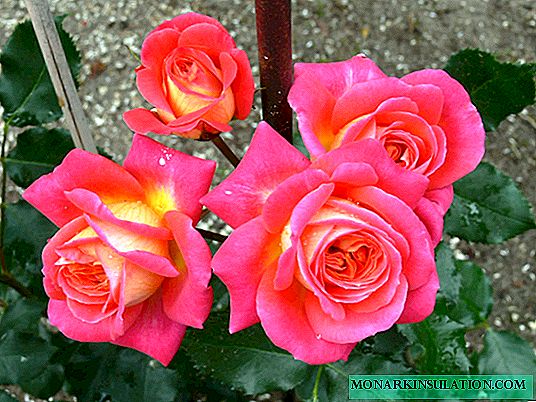 Rose Midsummer (Midsummer) - que tipo de variedade, descrição