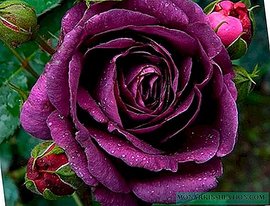 Rosa Minerva - floribunda în creștere