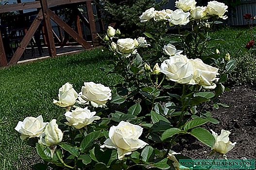 Rosa Mondial (Mondial) - description et variétés