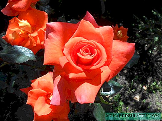 Роза Моника (Моника) - какъв вид нарязан сорт, описание