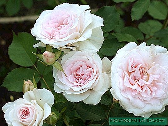 Rosa Morden Blush - Descripción del cultivo varietal