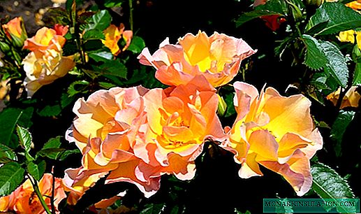 Rosa Morden Sunrise - caractéristiques du grade