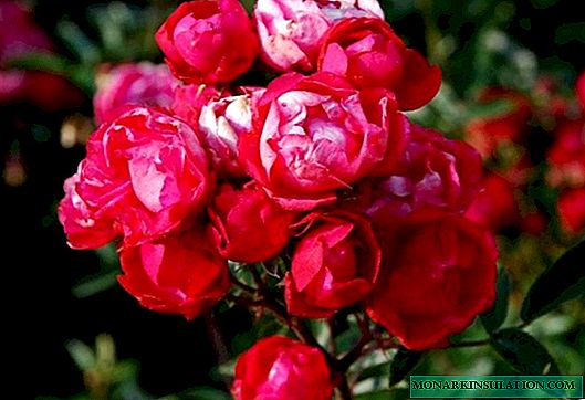 Rosa Morsdag (Morsdag) - varietà di piante tappezzanti