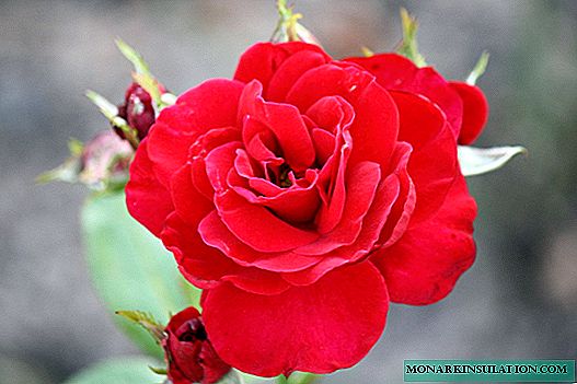 Rose Nina Weibull - quel genre de floribunda est-ce