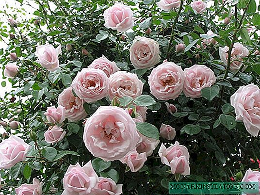 Rose New Dawn - caractéristiques distinctives de la variété