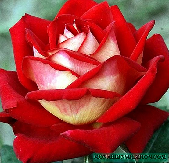 Rosa Nova Moda (Nova Moda) - características floribunda