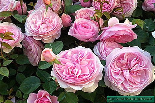 गुलाब ओलिविया गुलाब (ओलिविया गुलाब) - varietal shrub का वर्णन