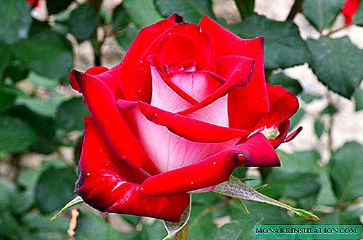 Rose Osiria (Osiria) - deskripsi varietas dari Jerman