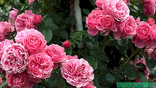 Rosa Parade (Parade) - en beskrivning av variationen i clyming