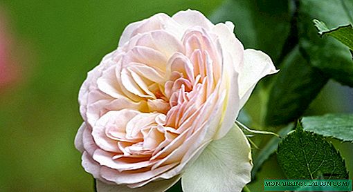Rosa Pastella - Beschrijving van een overvloedig bloeiende variëteit