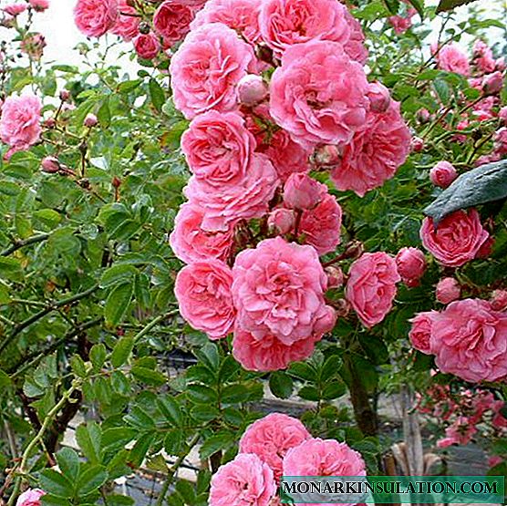 Rose Penny Lane - Χαρακτηριστικά των φυτών ποικιλίας
