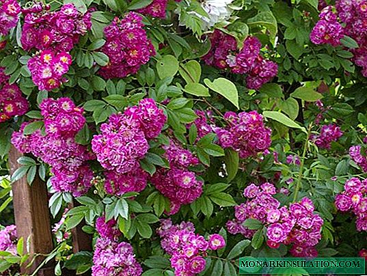 Rosa Perennial Blue - descrição da variedade