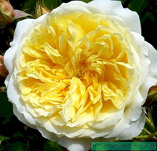 Rose Pilgrim (The Pilgrim) - ciri-ciri semak varieti