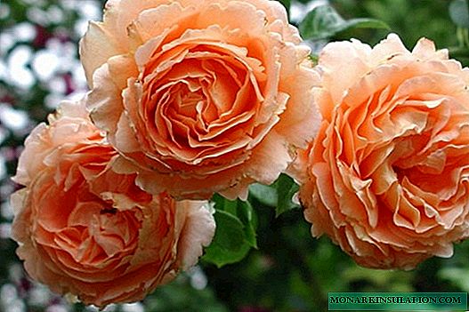 Rosa Polka (Polka) - características de la flor popular
