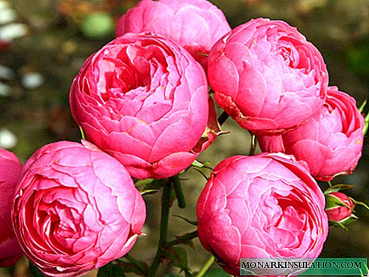 Rosa Pomponella (Pomponella) - características dos arbustos varietais