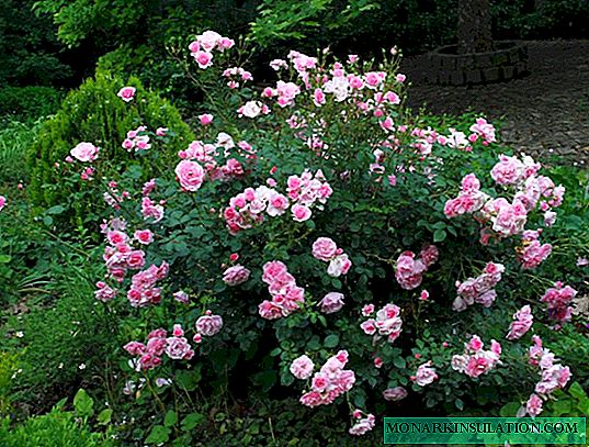 Rosa Prairie Joy - kjennetegn og beskrivelse av bushen