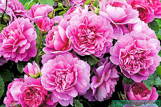 Rosa Princess Anne - descrição da variedade