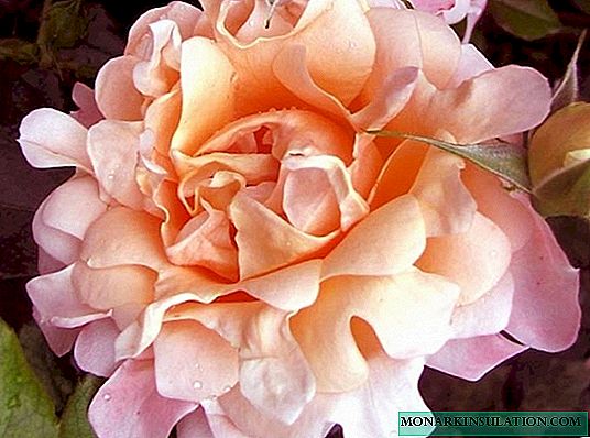 Rose Ruffles Dream (Ruffles Dream) - en beskrivelse av sorterbusken