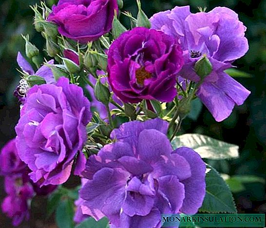 Rose Rhapsody in Blue (Rhapsody in Blue) - una descripción de la variedad de arbustos