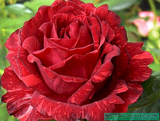 روزا الأحمر الحدس - وصفا لمجموعة متنوعة حديقة
