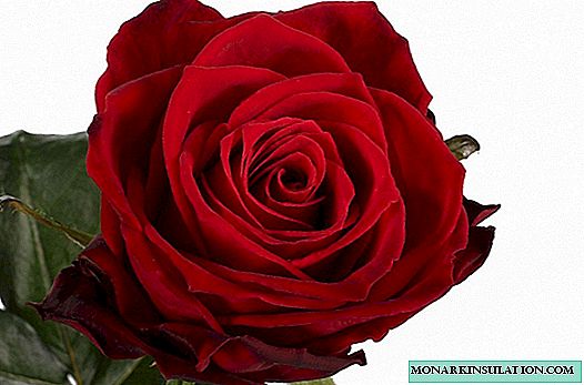 Rosa Red Naomi (Red Naomi) - uma descrição da variedade holandesa