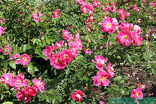 Rose Robusta (Robusta) - eine Beschreibung des Sortenstrauchs