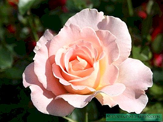 Rosa Rocoko (Rokoko) - una descripción de la variedad y sus variedades.