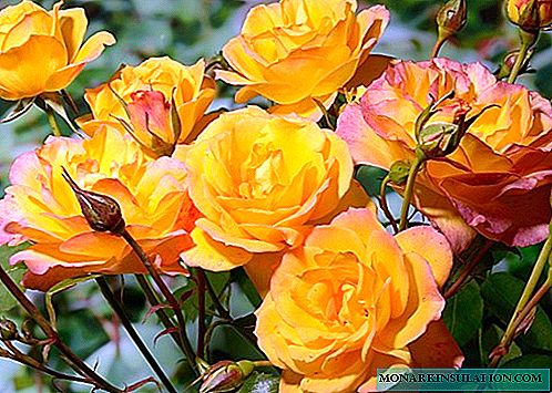 Rosa Sahara (Sahara) - características de um arbusto super resistente