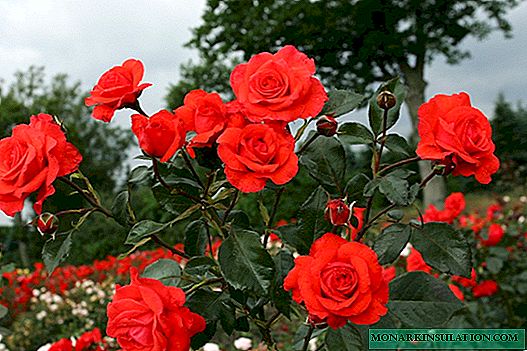 Rosa Salita (Salita)-부시의 특징과 특징