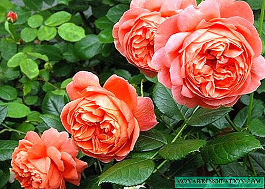 Rosa Summer Song (Summer Song) - description and characteristics of the variety