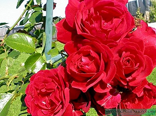Simpatia de Rosa (Simpatia) - descrição da variedade
