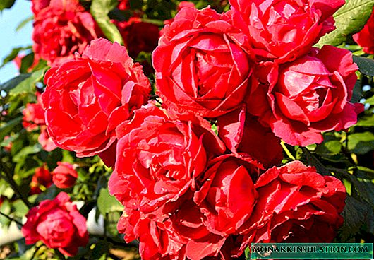 Rosa Scarlet (Scarlet) - eine Beschreibung der Kletterart